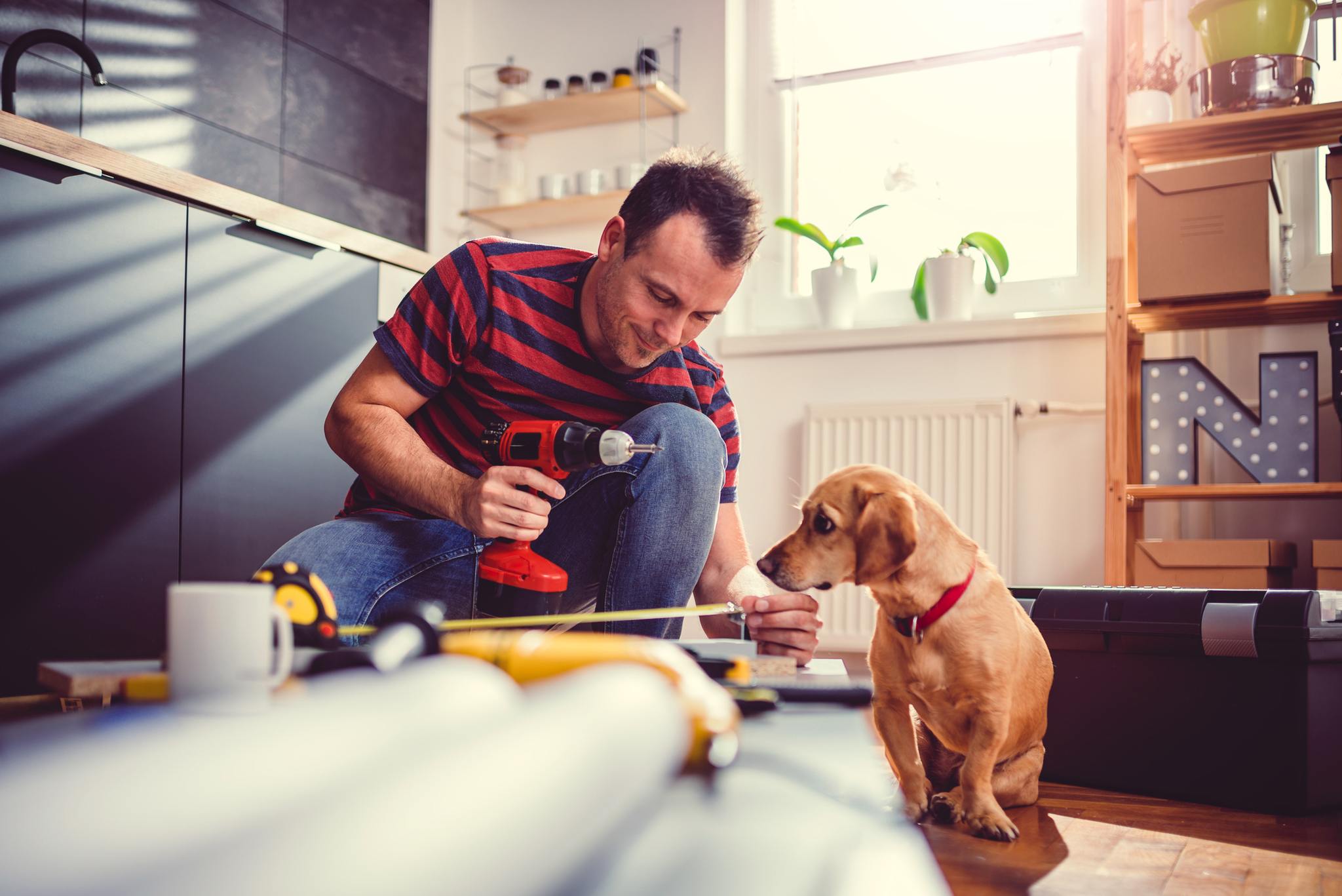 Man with small yellow dog working on a new kitchen