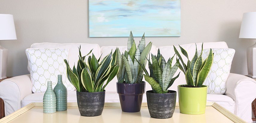 Snake plants on table
