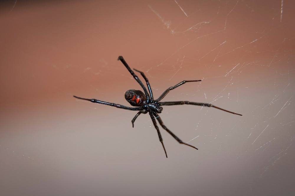 Black widow house spider on web