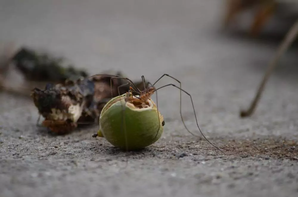 Daddy long leg house spider on fruit