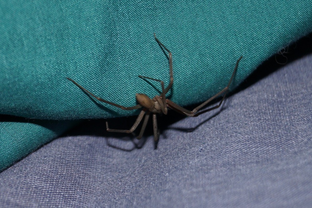 Brown recluse house spider on a blanket