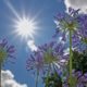 Sun shining on garden flower