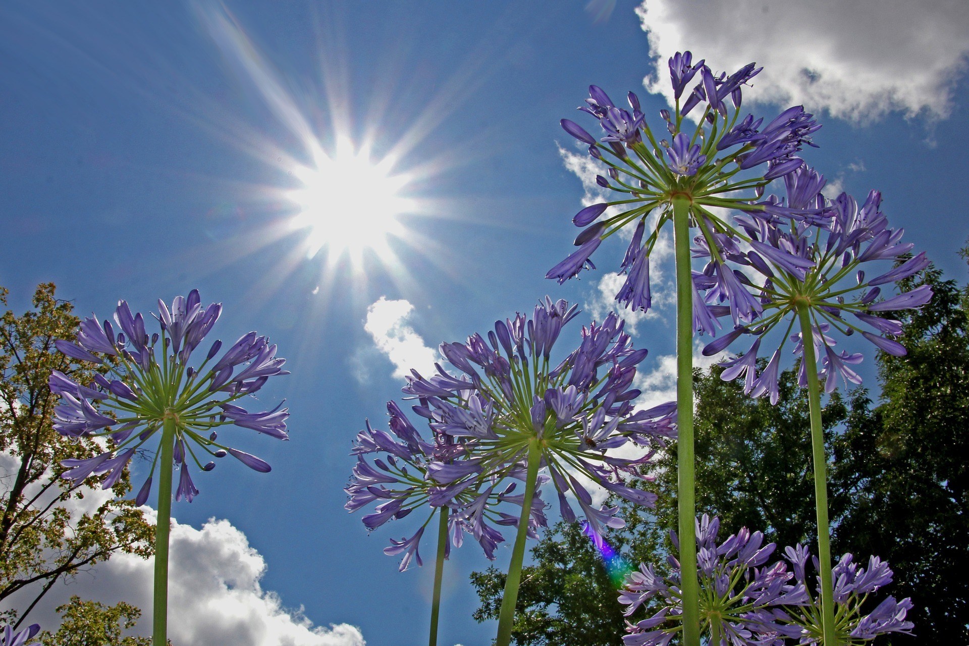 Sun shining on garden flower