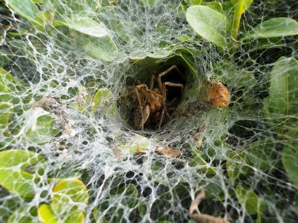 Hobo house spider and web on a bush