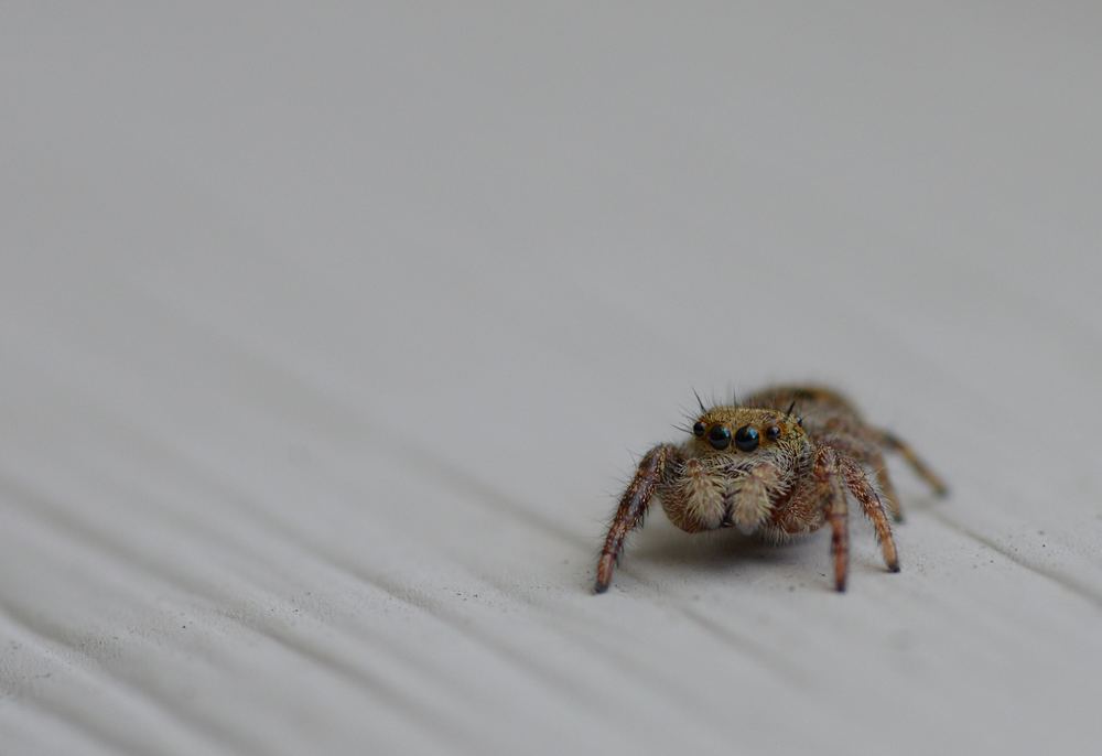 Jumping house spider ready to leap