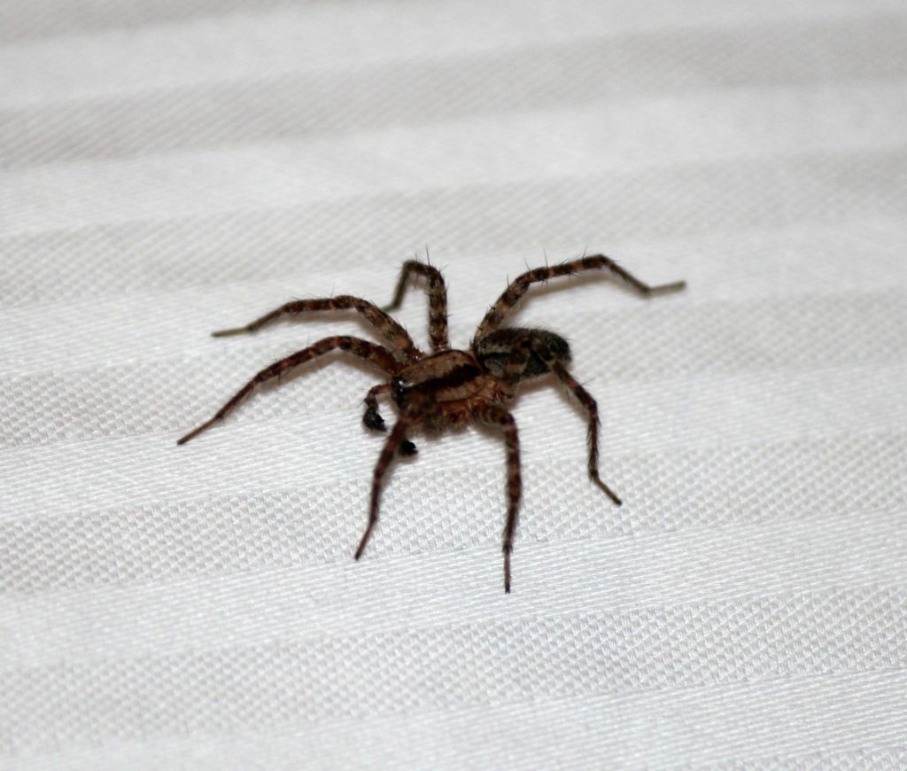 American house spider on a white tablecloth