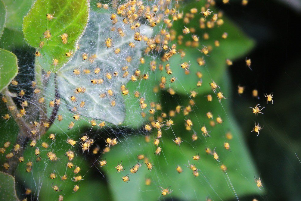 Nest of house spiders on a leaf