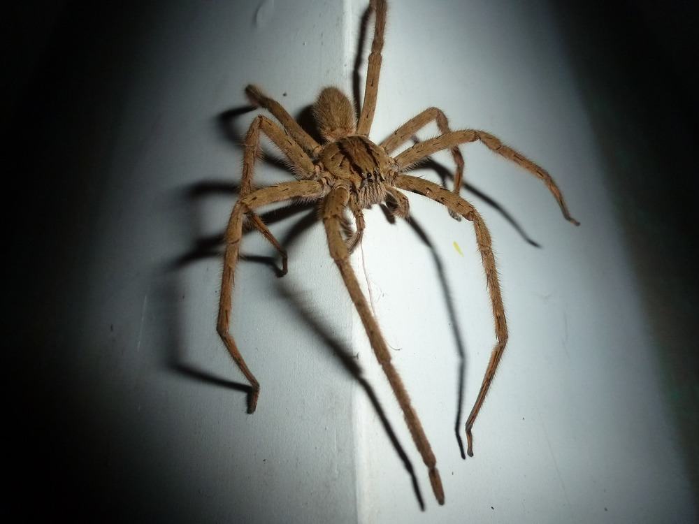 Wolf house spider on a wall