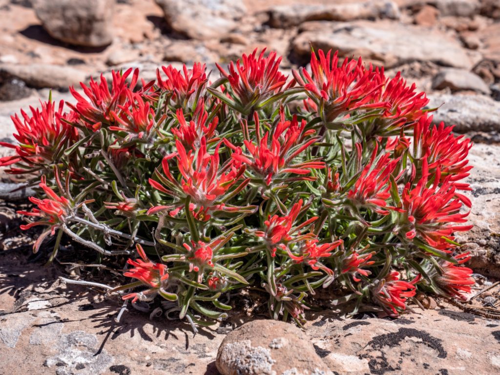 Xeriscape flowering plant growing well in dry outdoor spaces