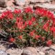 Xeriscape flowering plant