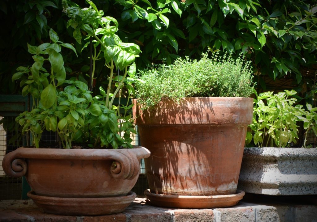 Basil and Thyme plants