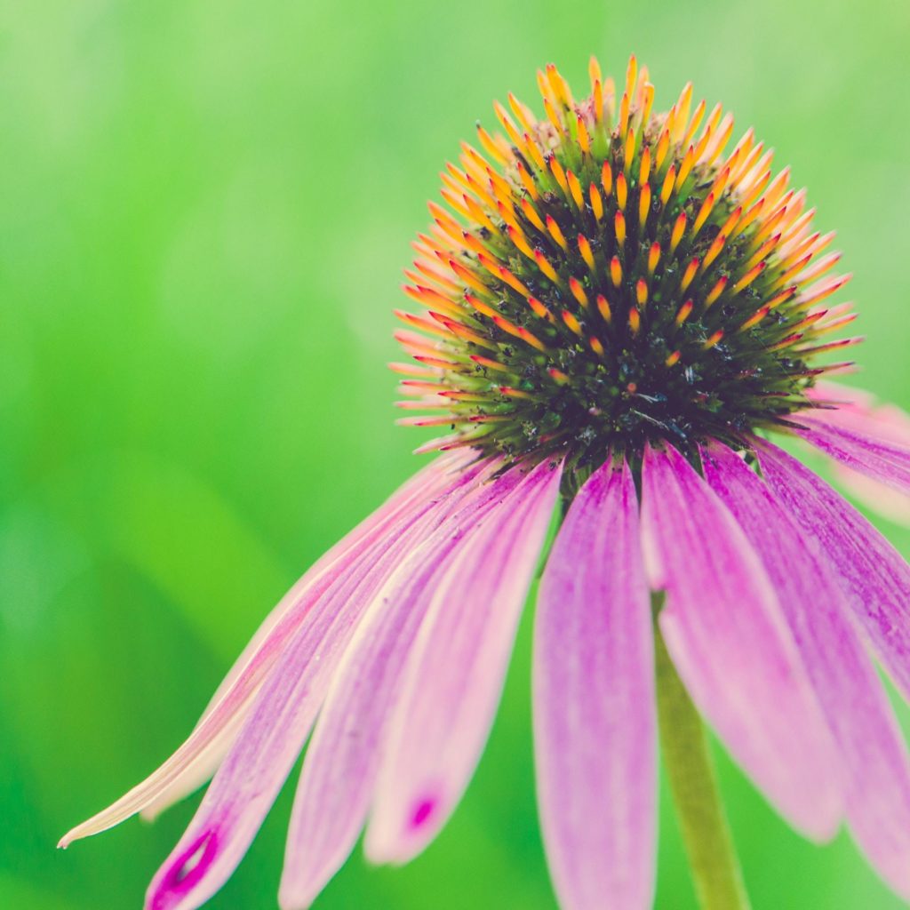 purple coneflower