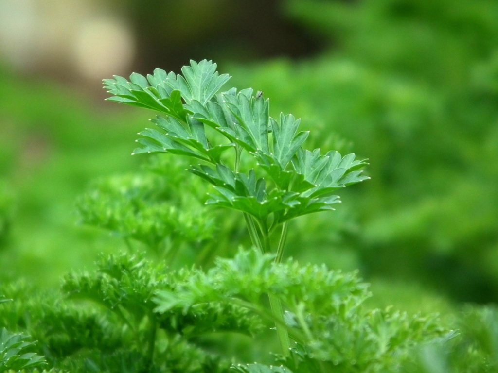 Parsley in xeriscape garden