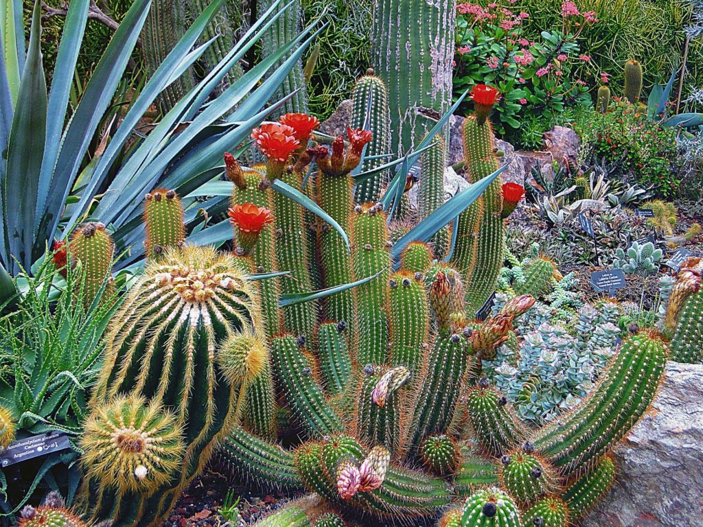 Cactus in a landscape