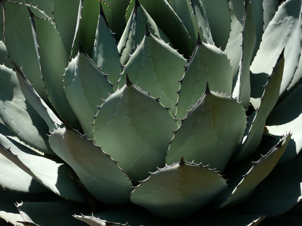 Cactus agave plant