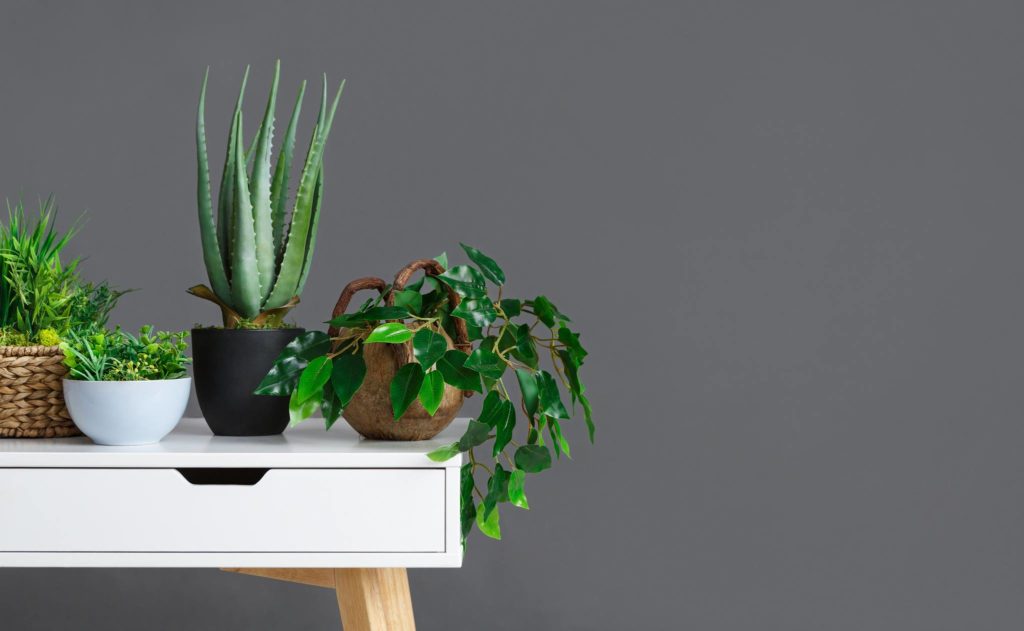 Beautiful plants on a white table and a gray wall