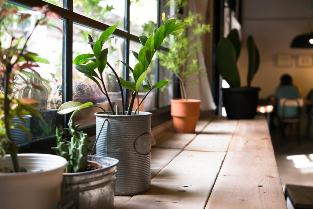 Indoor container garden along a window.