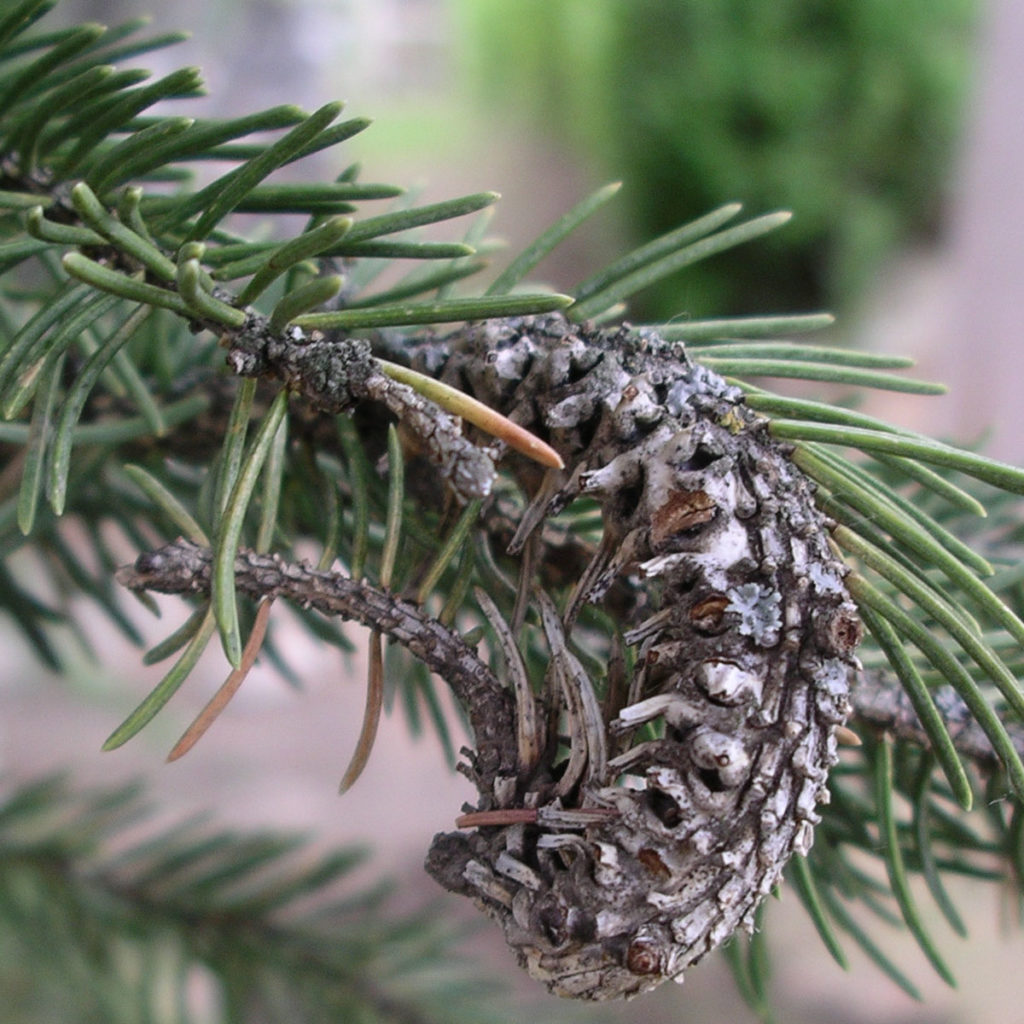 Adelgid insects in Christmas tree