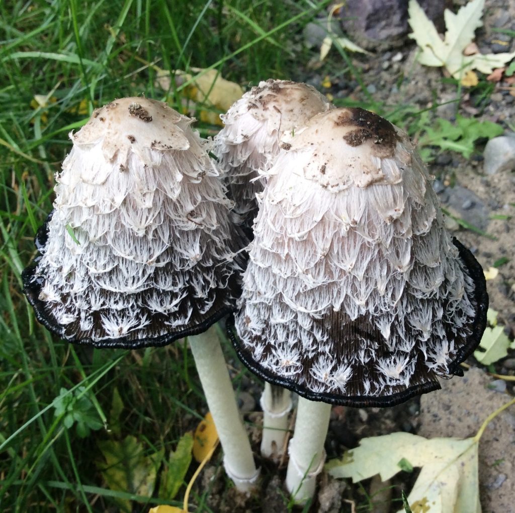 Inky Cap, Shaggy Mane or Lawyer’s Wig Mushrooms in Lawn