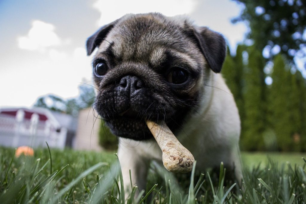 Dog with a bone in his mouth