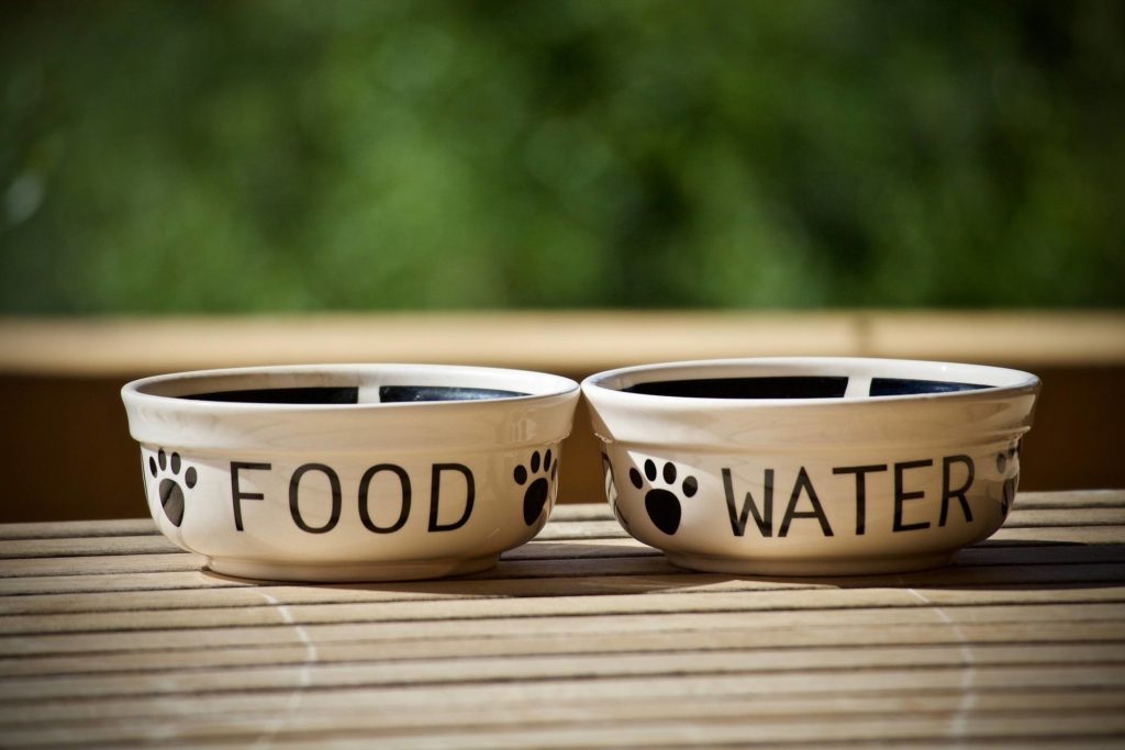 Dog food and water bowls