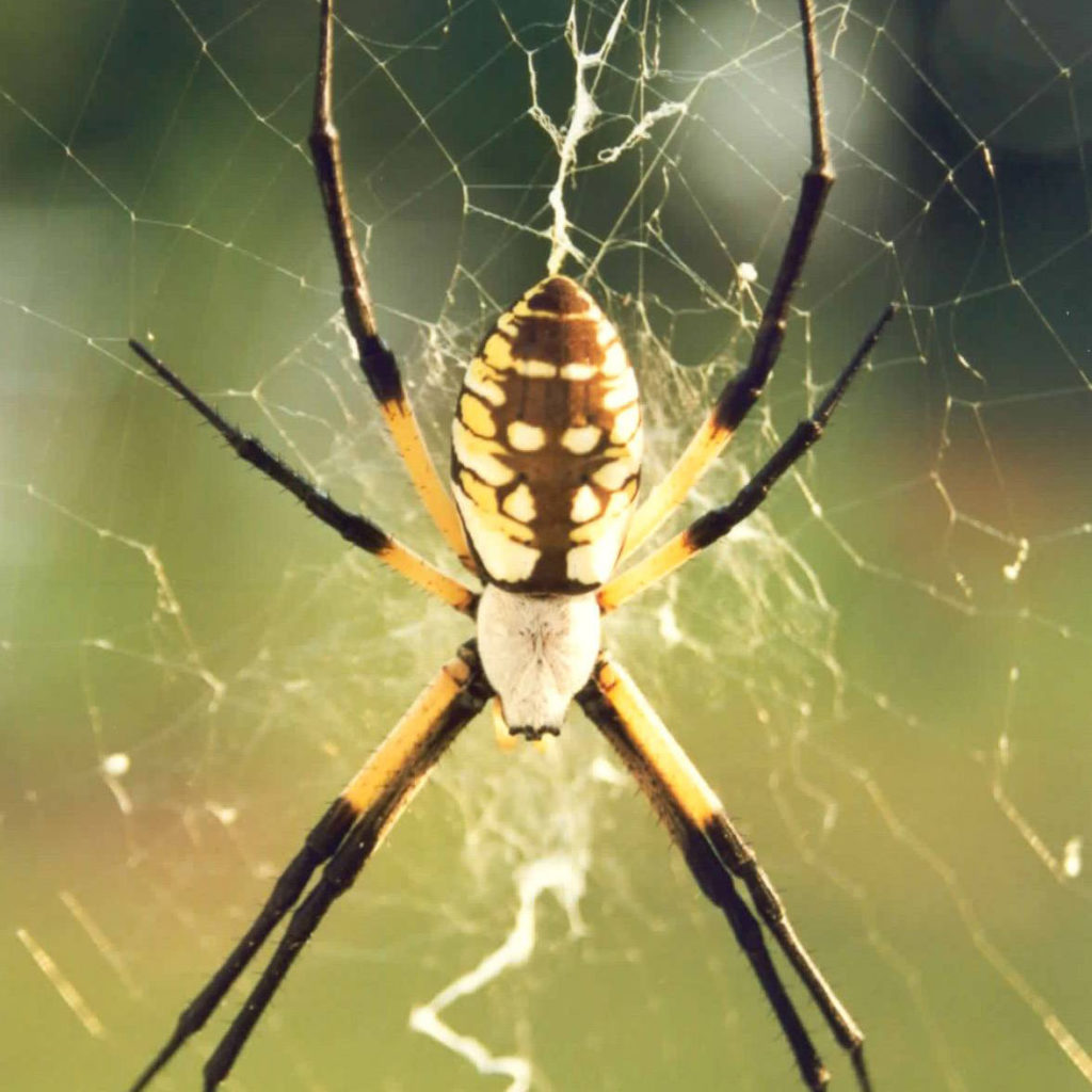 Garden spider