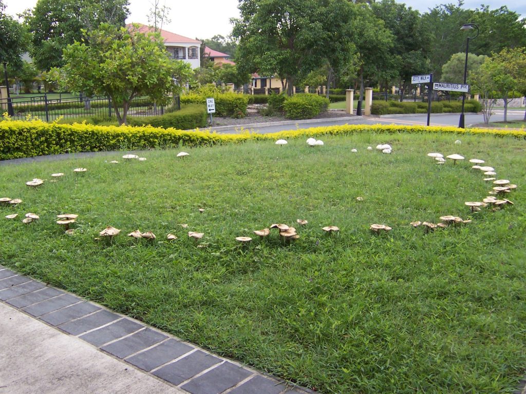 Fairy Ring Mushrooms in Lawn