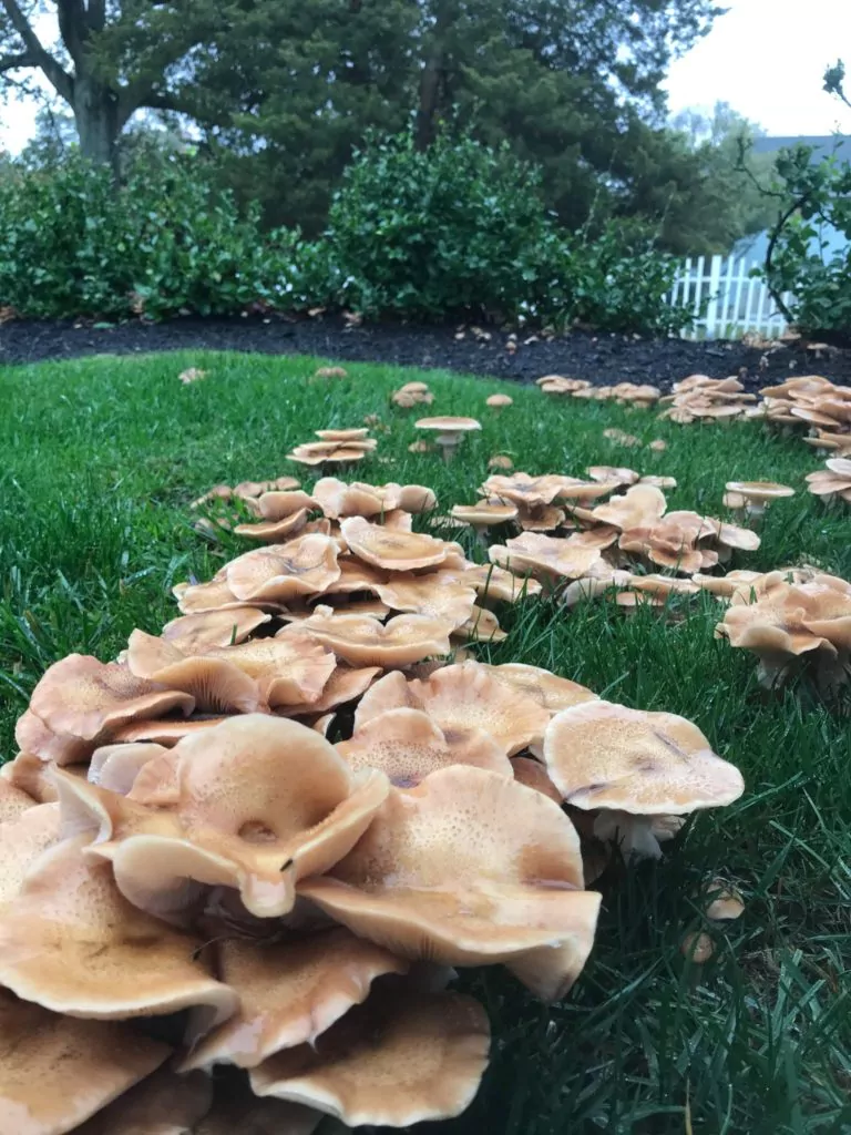 Musrooms growing across a lawn and into mulched beds