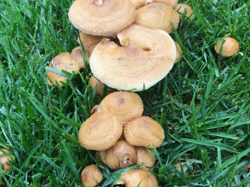 Mushrooms In Lawn How To Manage The Fungus Among Us The Money Pit
