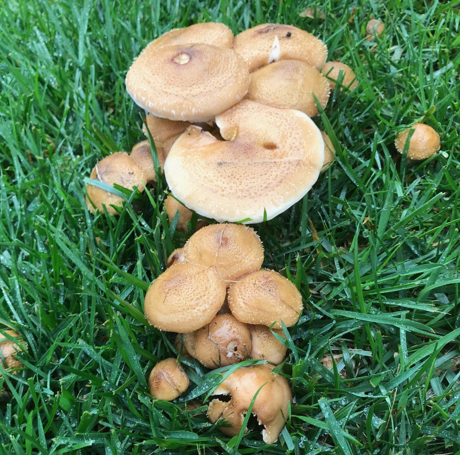 Mushrooms In Lawn How To Manage The Fungus Among Us The Money Pit