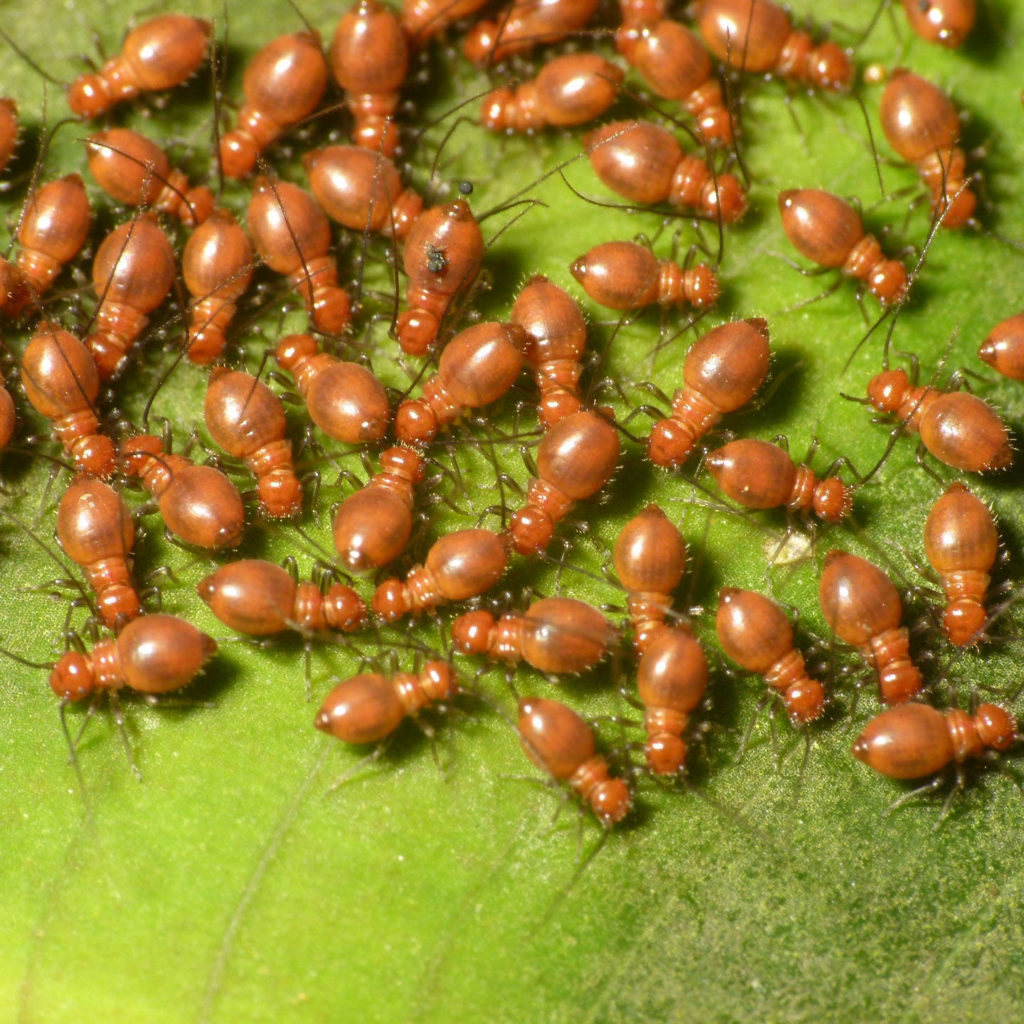 Nymphs insects on a leaf