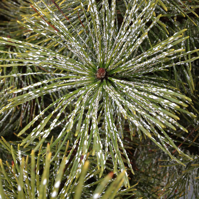 pine needle with scale insects