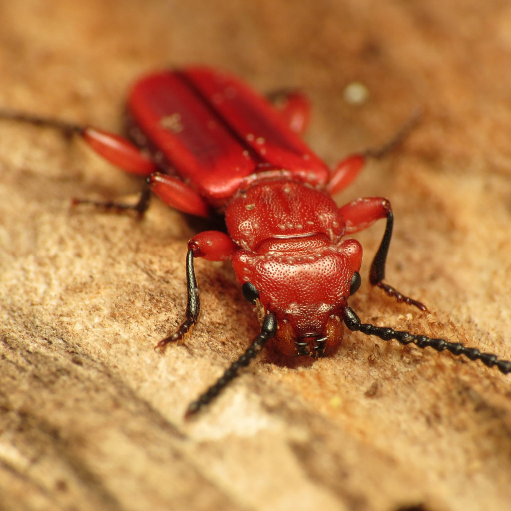 Red bark beetle