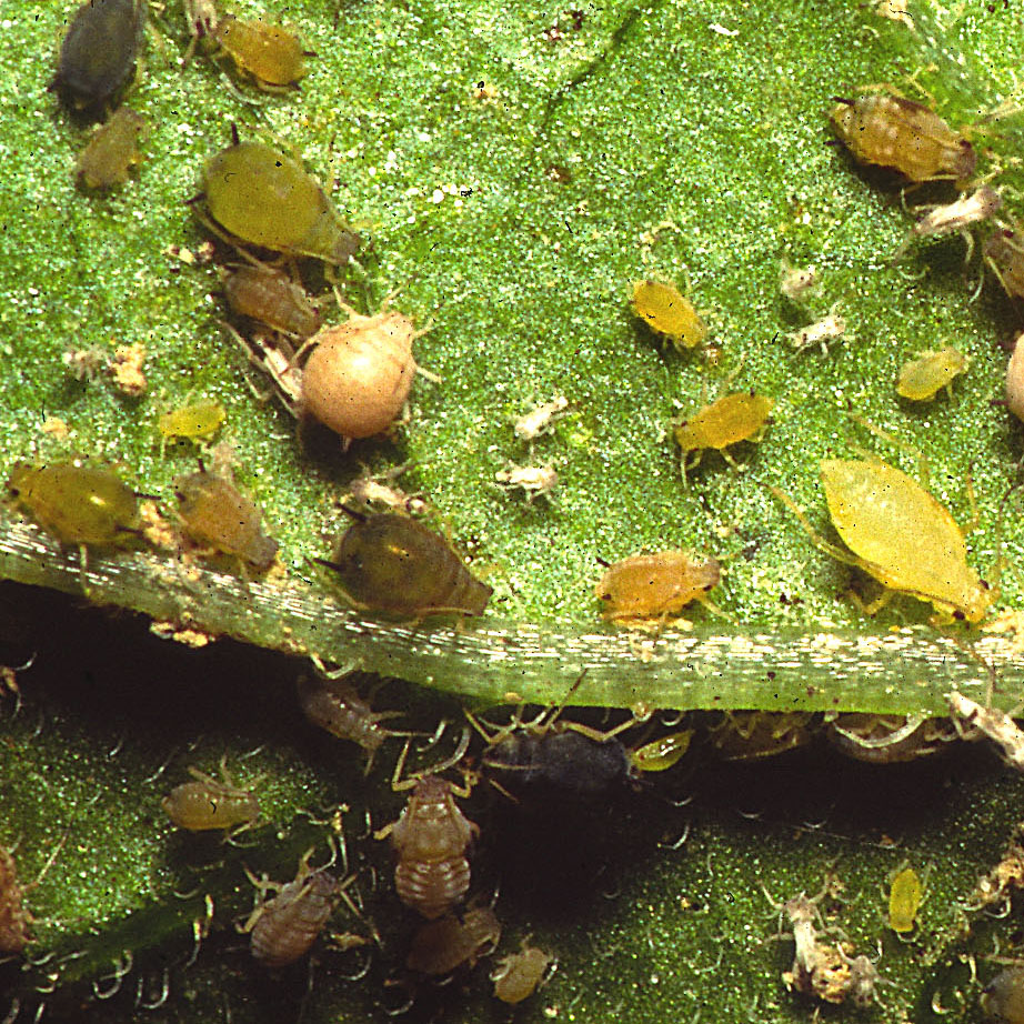Aphid insects