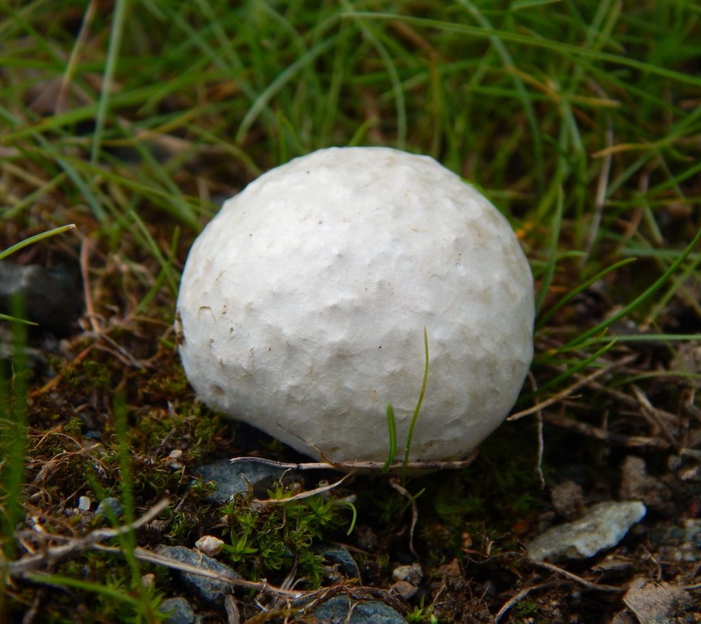 Puffball mushrooms in lawn