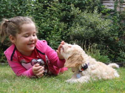 Child playing with a puppy on grass