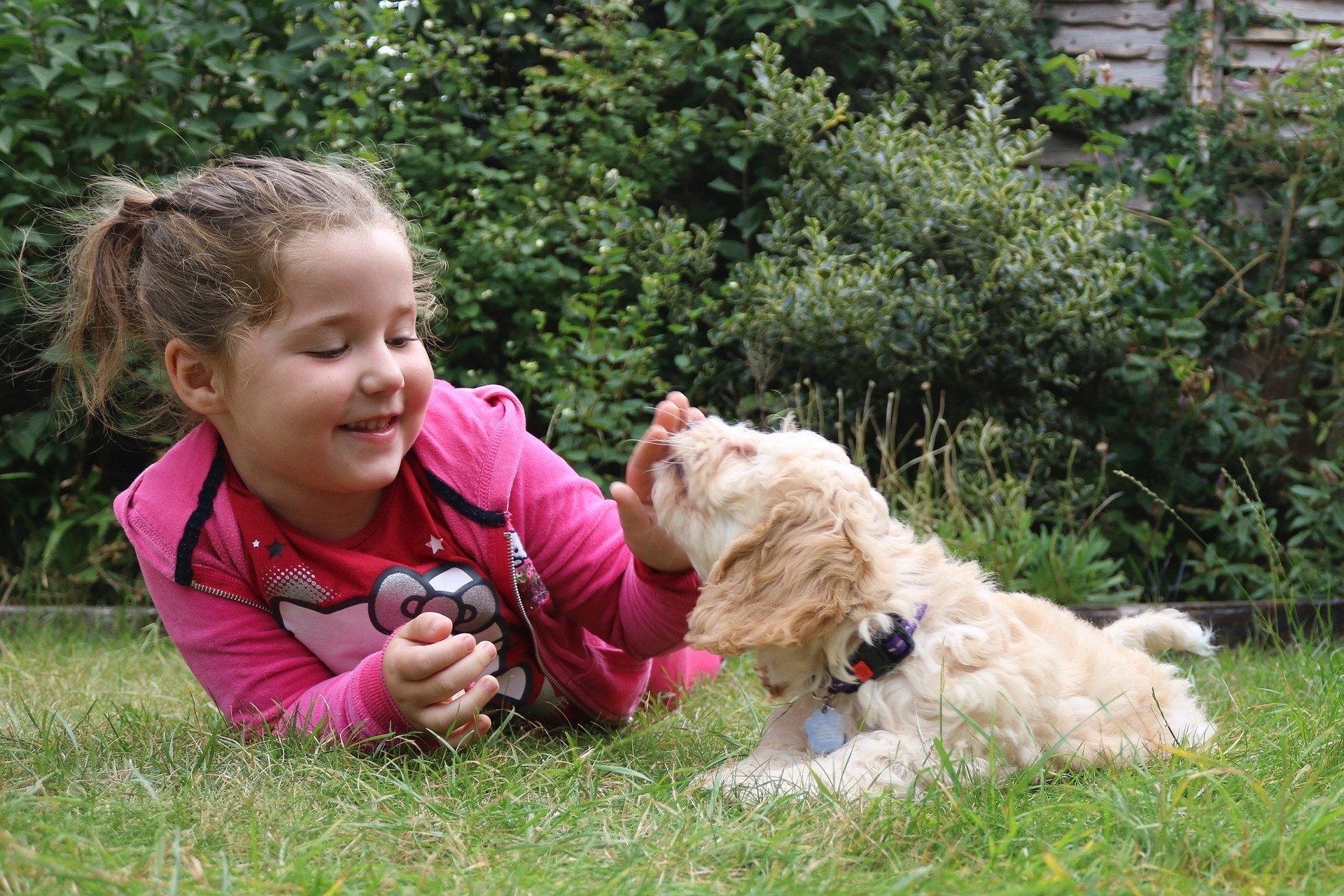 Child playing with a puppy on grass