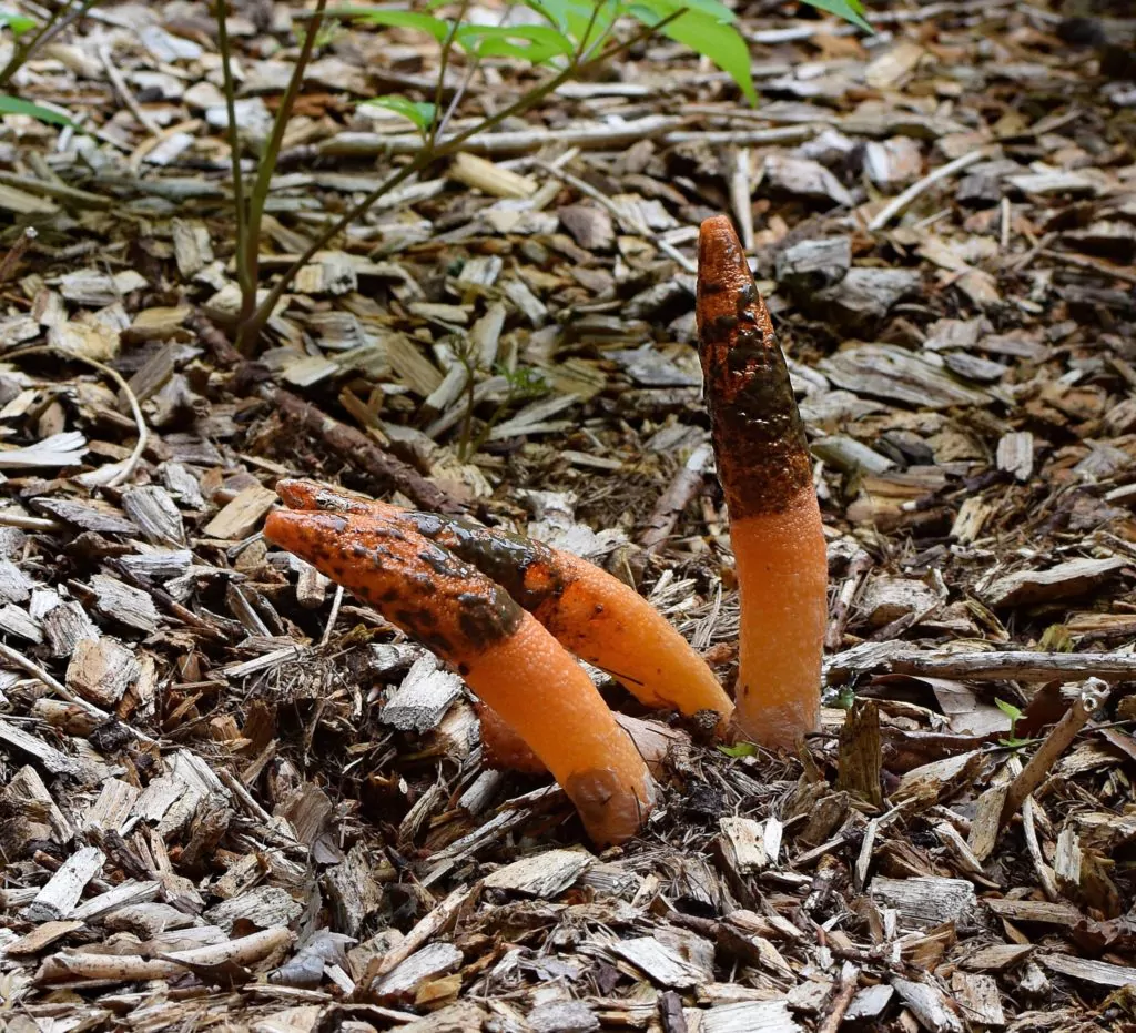 Stinkhorn mushrooms in lawn