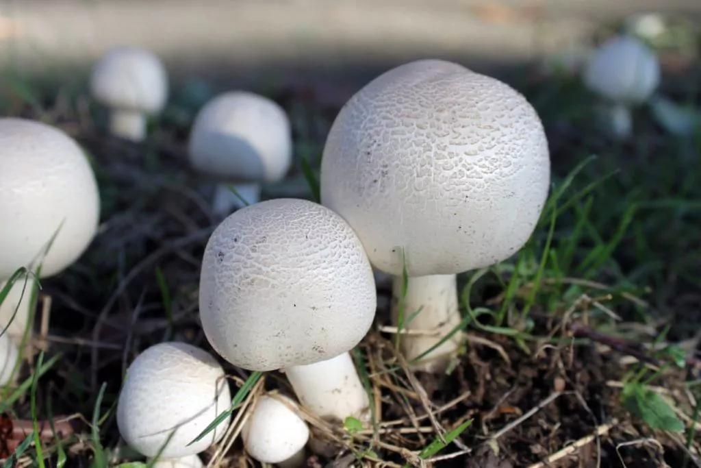 Agaricus mushrooms in lawn
