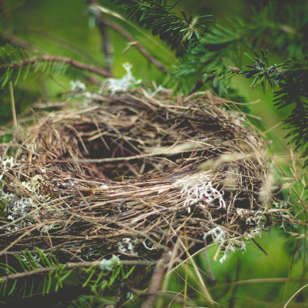 Birds nest in tree