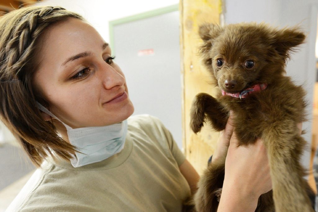 Veterinarian examines a puppy dog