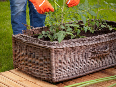 Container garden on back deck