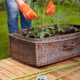 Container garden on back deck