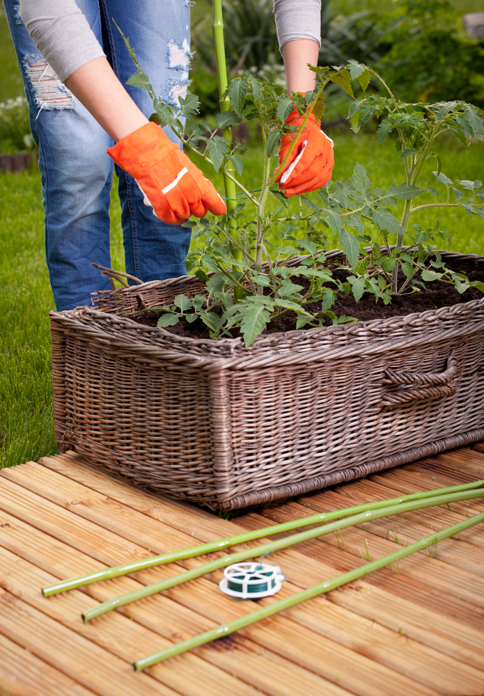 Container garden on back deck