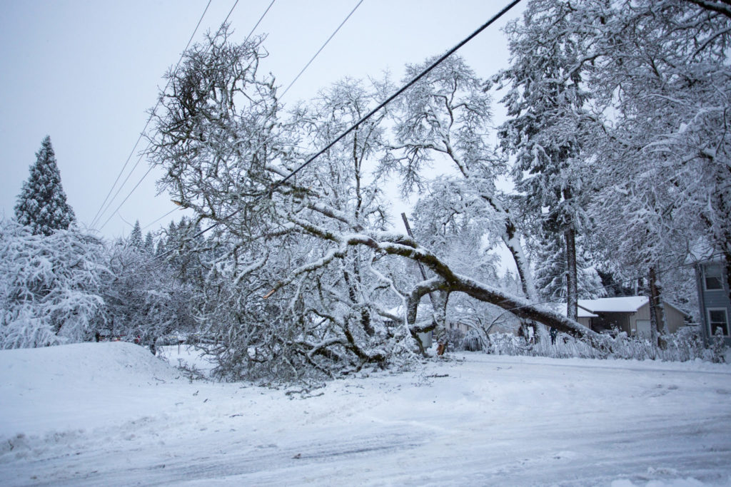 downed tree caused by a winter storm