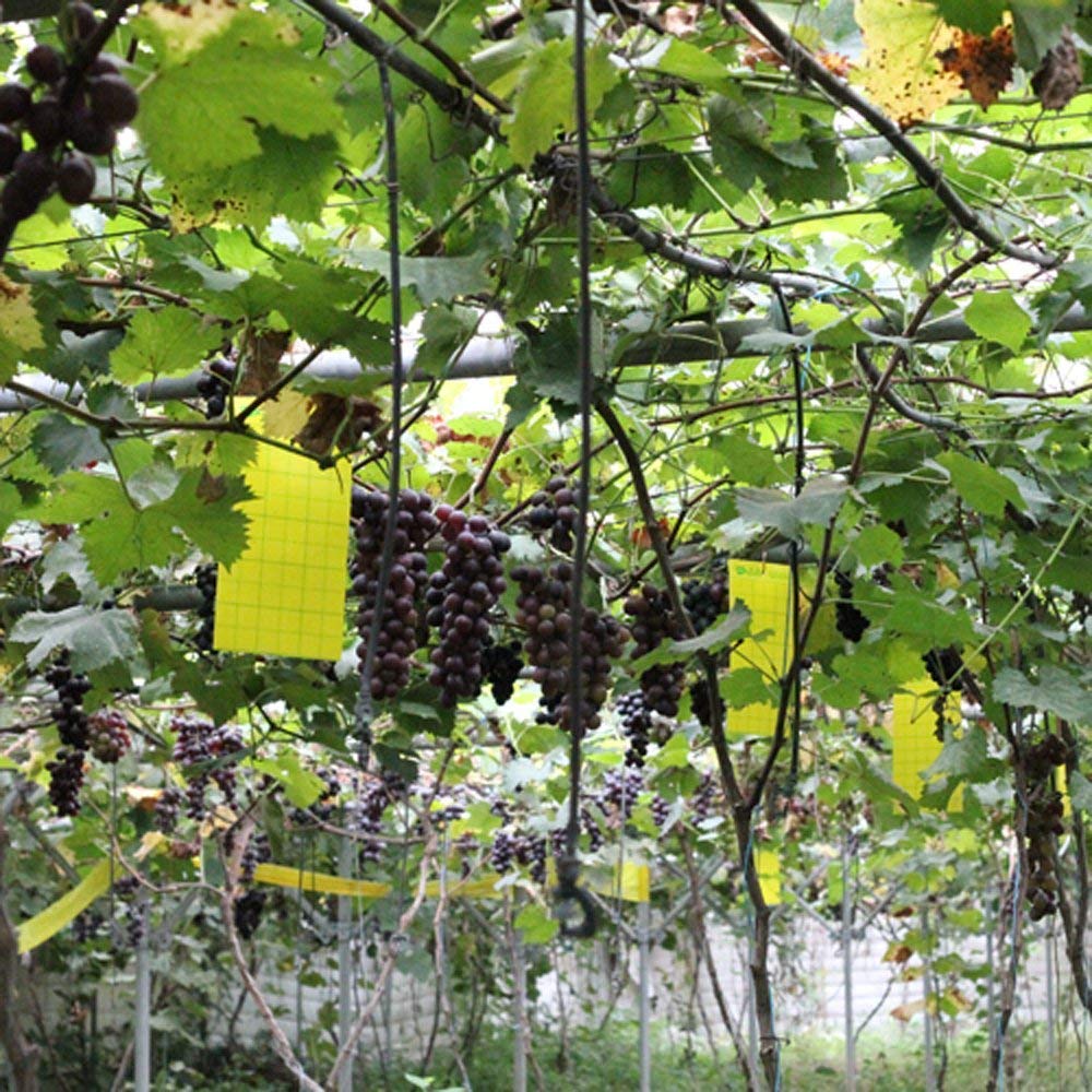 Fly traps hung in a grape vine