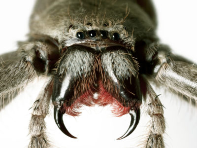 Close up huntsman spider