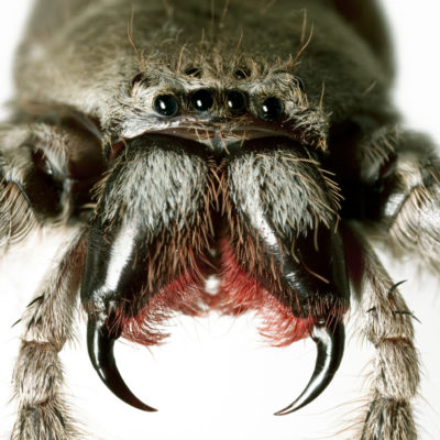 Close up huntsman spider