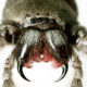 Close up huntsman spider
