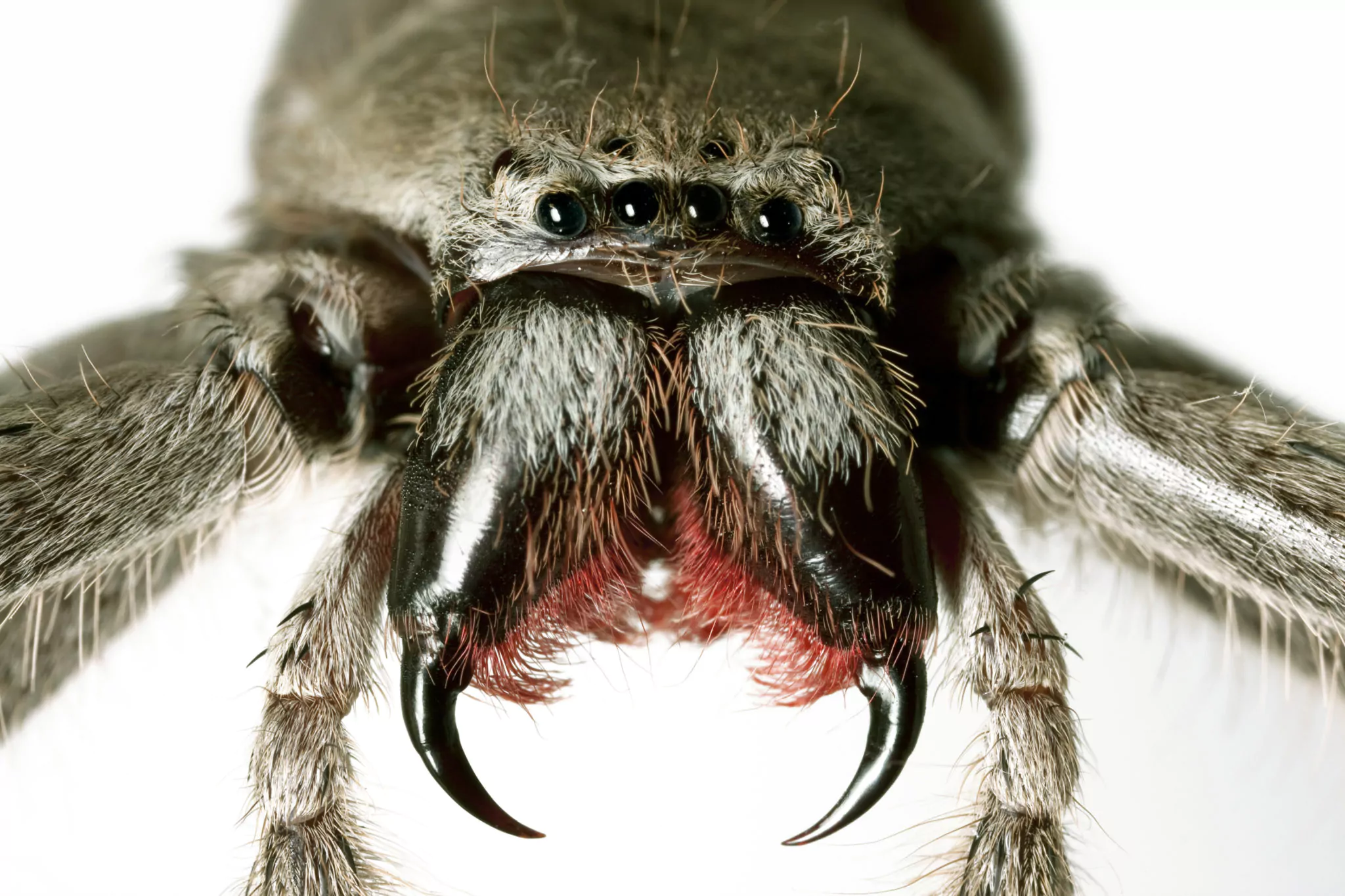 Close up huntsman spider